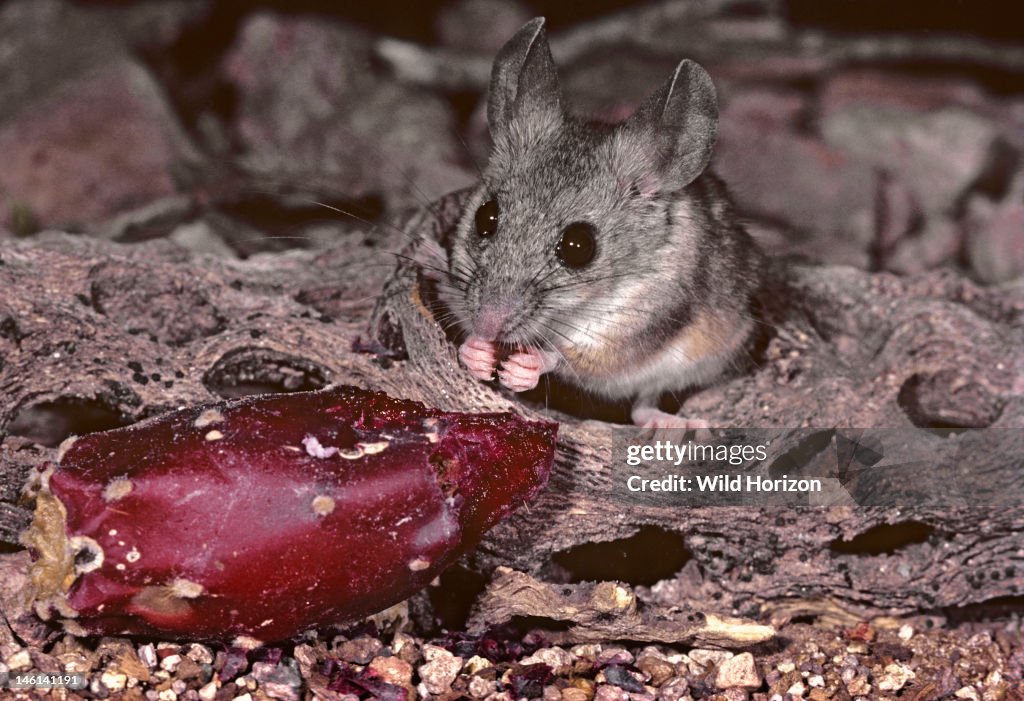 Cactus mouse eating prickly pear cactus fruit Peromyscus eremicus Cactus: Opuntia engelmannii Sonoran Desert Tucson Mountains, Tucson, Arizona, USA