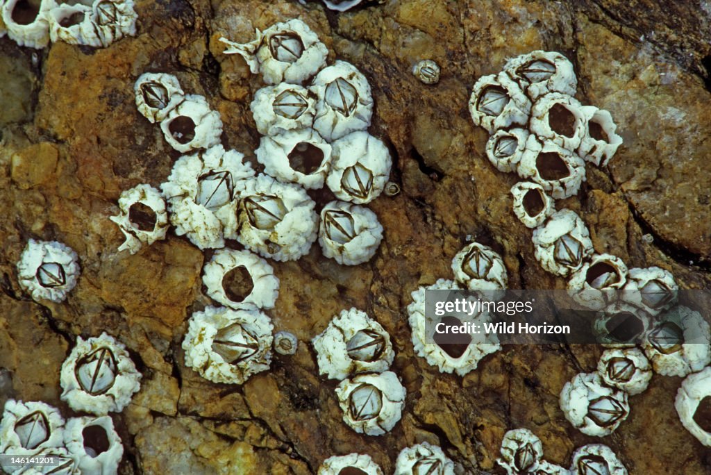 How Big Are Barnacles Barnacle Inspired Polymers Could Present New Way