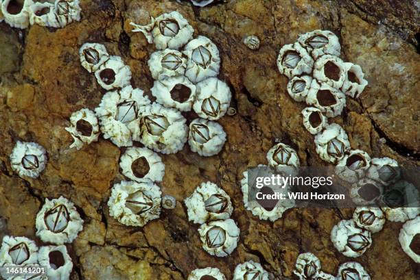 Extinct Barnacles 3,369 Barnacle Stock Photos, High-Res Pictures, and Images - Getty Images