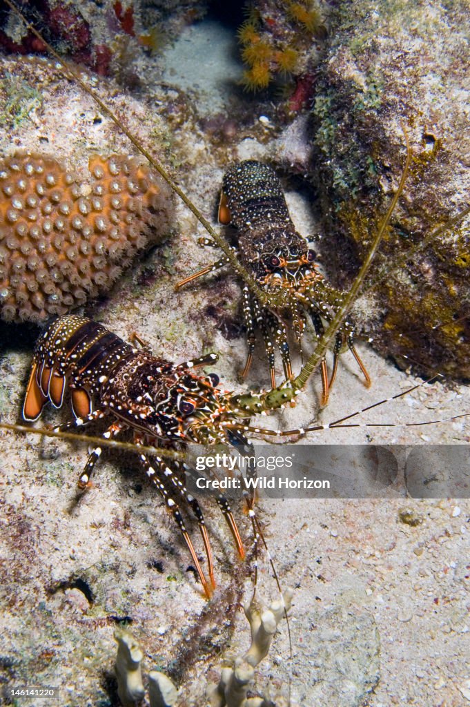 Two spotted spiny lobsters Panulirus guttatus Curacao, Netherlands Antilles Digital Photo (vertical)