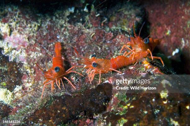 Four red shrimp at night, Cinetorhynchus manningi, Four shrimp; smallest one is translucent and on rock at tail of middle shrimp, Curacao,...