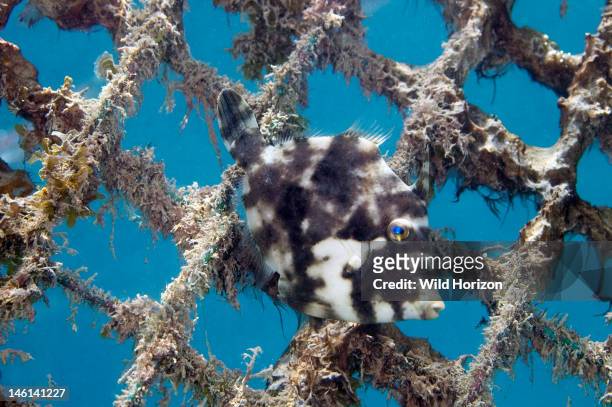 Fringed filefish adjusting camouflage to match fence, Monacanthus ciliatus, Curacao, Netherlands Antilles, Digital Photo ,