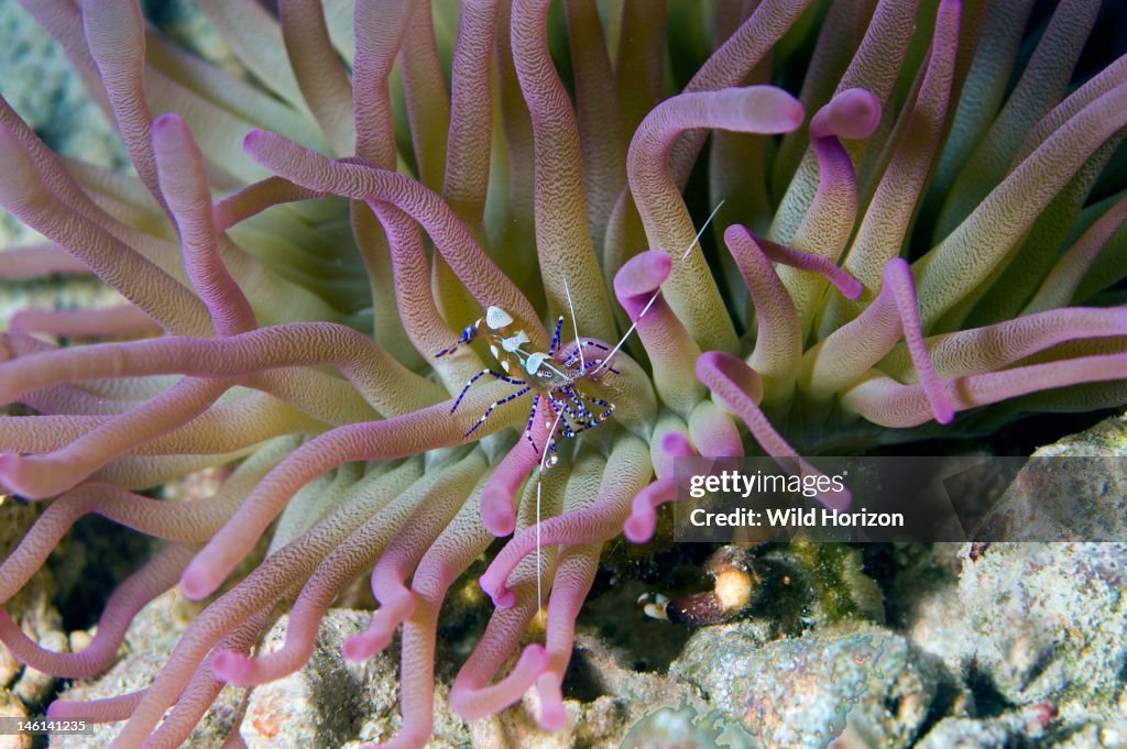 Spotted cleaner shrimp on giant anemone Periclimenes yucatanicus Anemone: Condylactis gigantea Cleaning shrimp perch on the tentacles of anemones waving their antennae to attract fish Curacao, Netherlands Antilles Digital Photo (horizontal)