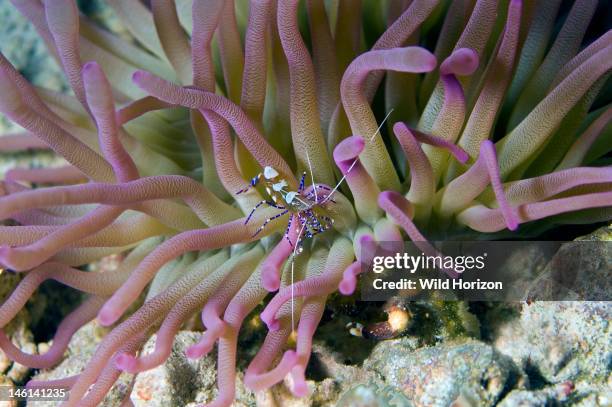 Spotted cleaner shrimp on giant anemone, Periclimenes yucatanicus, Anemone: Condylactis gigantea, Cleaning shrimp perch on the tentacles of anemones...