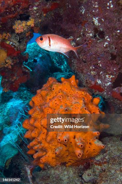 Soldierfish above orange sponge, Myripristis jacobus, Curacao, Netherlands Antilles, Digital Photo ,