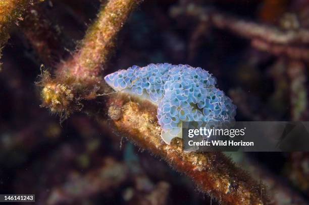 Lettuce sea slug, Elysia crispata , Blue is uncommon color, Curacao, Netherlands Antilles, Digital Photo ,