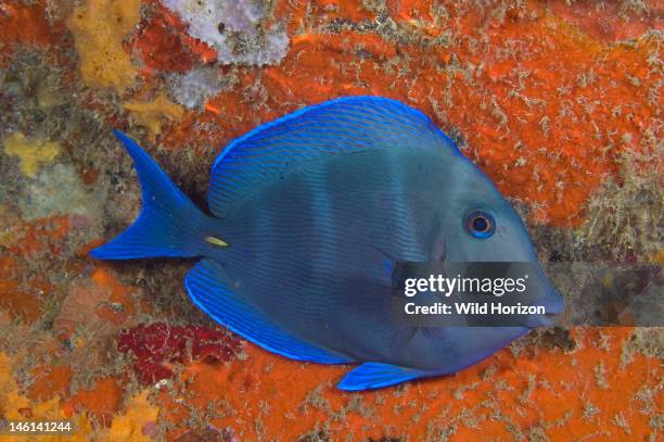 Blue tang, Acanthurus coeruleus, Curacao, Netherlands Antilles, Digital Photo ,