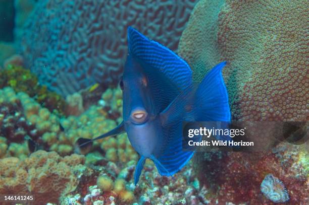 Blue tang face shot, Acanthurus coeruleus, Curacao, Netherlands Antilles, Digital Photo ,