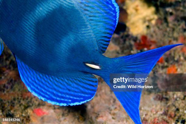 Close up view of yellow spine on base of tail, Acanthurus coeruleus, Curacao, Netherlands Antilles, Digital Photo ,
