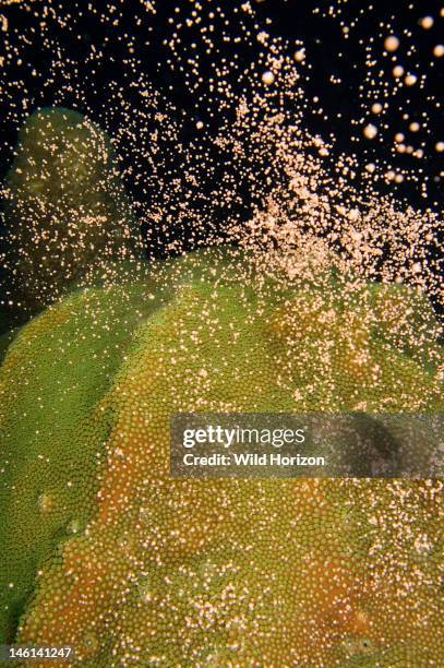 Boulder star mass coral spawning, Montastraea annularis faviidae, Spawning occurs in September and October, Curacao, Netherlands Antilles, Digital...