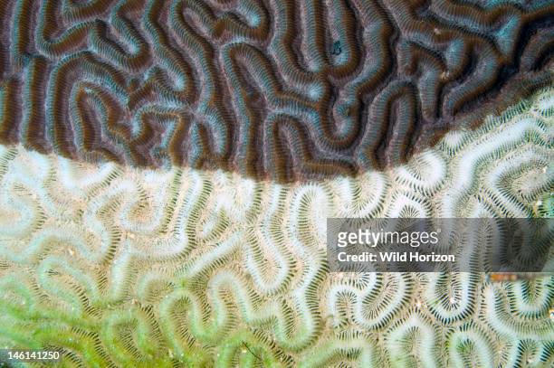 Temporary bleaching of brain coral, Diploria labyrinthiformis, The white area shows the loss of the symbiotic algae contained within the coral...