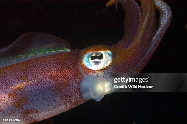 Close up of Caribbean reef squid eye and siphon, Sepioteuthis sepioidea, Curacao, Netherlands Antilles, Digital Photo ,