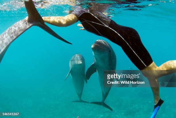 Two bottlenose dolphins watch attentively as trainer plays in the water with the dolphins Tursiops truncatus, Sea Aquarium, Curacao, Netherlands...