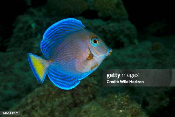 Portrait of a juvenile blue tang, Acanthurus coeruleus, Tail is still slightly yellow in the juvenile coloring, Caracasbaai, Curacao, Netherlands...