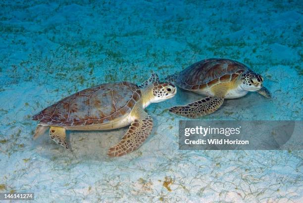 Turtle Foraging 30 Forging Sea Turtle Stock Photos, High-Res Pictures, and Images ...
