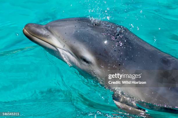 Newborn bottlenose dolphin calf, female, on the day she was born, Tursiops truncatus, Newborn baby Li-na, Note vertical light colored stripes on her...