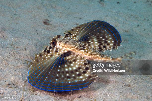 Flying gurnard with wings fully extended, Dactylopterus volitans, Curacao, Netherlands Antilles, Digital Photo ,