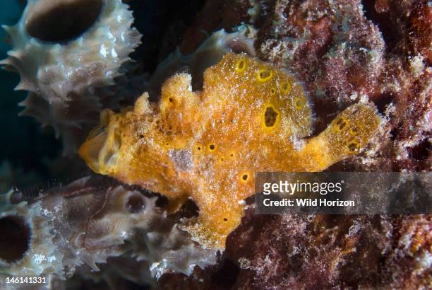 Yellow-orange longlure frogfish with mouth open, Antennarius multiocellatus, Bonaire, Netherlands Antilles, Digital Photo ,