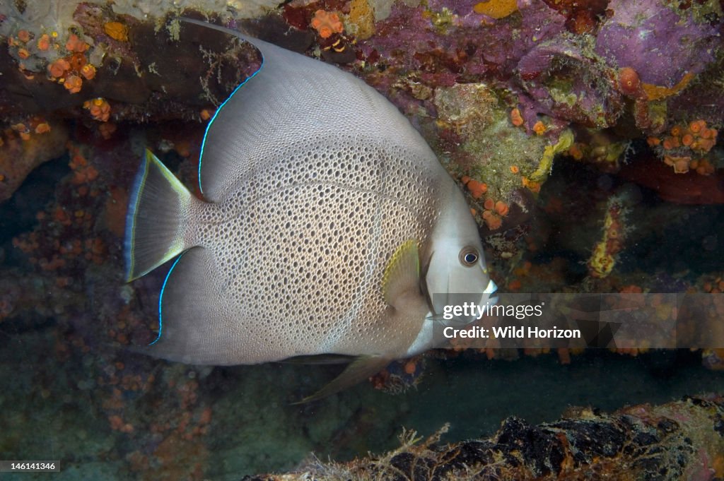 Gray angelfish Pomacanthus arcuatus Curacao, Netherlands Antilles Digital Photo (horizontal)