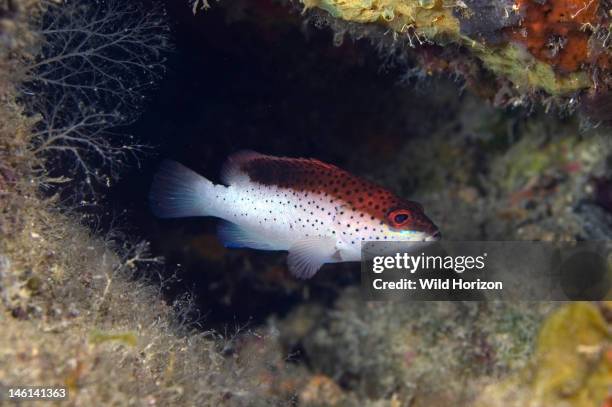 Bicolor variation phase of juvenile coney, Cephalopholis fulva, Four inches long, Curacao, Netherlands Antilles, Digital Photo ,