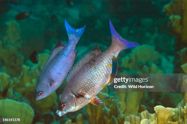 Two creole wrasse in typical head-down species pose letting Spanish hogfish clean them, Clepticus parrae, Hogfish: Bodianus rufus, Curacao,...