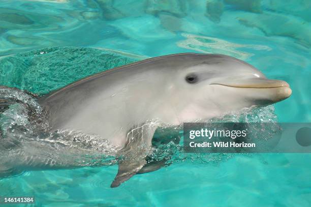 Baby bottlenose dolphin, six months old, Tursiops truncatus, Dolphin Academy, Seaquarium, Curacao, Netherlands Antilles, Digital Photo ,