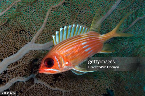 Longspine squirrelfish in front of sea fan, Note white triangular marking at tips of dorsal fin spines, Holocentrus rufus, Curacao, Netherlands...