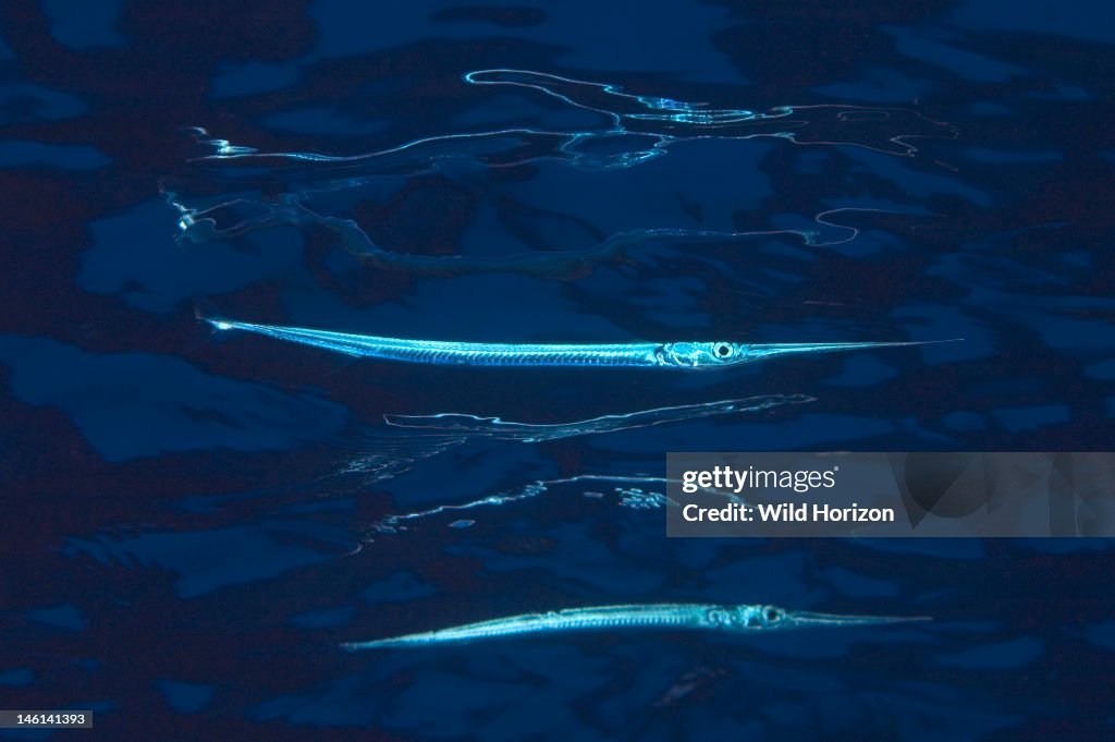 Needlefish showing reflection from surface Platybelone argalus Curacao, Netherlands Digital Photo (horizontal)
