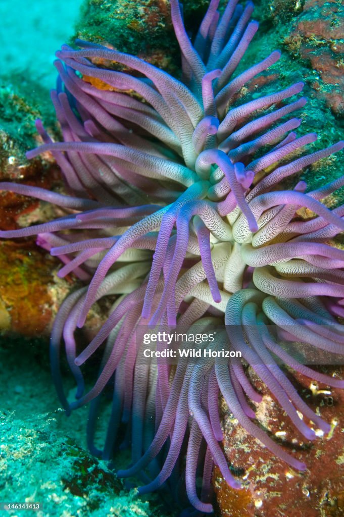 Giant anemone with purple tentacles Condylactis gigantea Curacao, Netherlands Antilles Digital Photo (vertical)