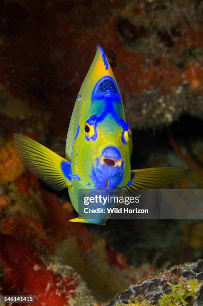 Queen angelfish clearly shows classic 'blue crown' on forehead, Holacanthus ciliaris, Curacao, Netherlands Antilles, Digital Photo ,