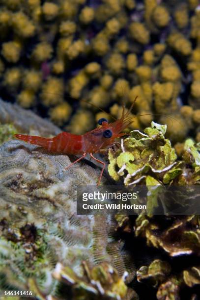 Red night shrimp, Cinetorhynchus manningi, Previously reported as Rhynchocinetes ringens, which has been reclassified in the genus Cinetorynchus,...