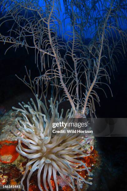 Reef scene with giant anenome and gorgonian, Condylactis gigantea, Curacao, Netherlands Antilles , Digital Photo ,