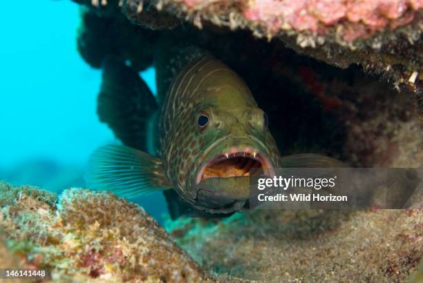 Tiger grouper under reef ledge, Mycteroperca tigris, Bonaire, Netherlands Antilles,