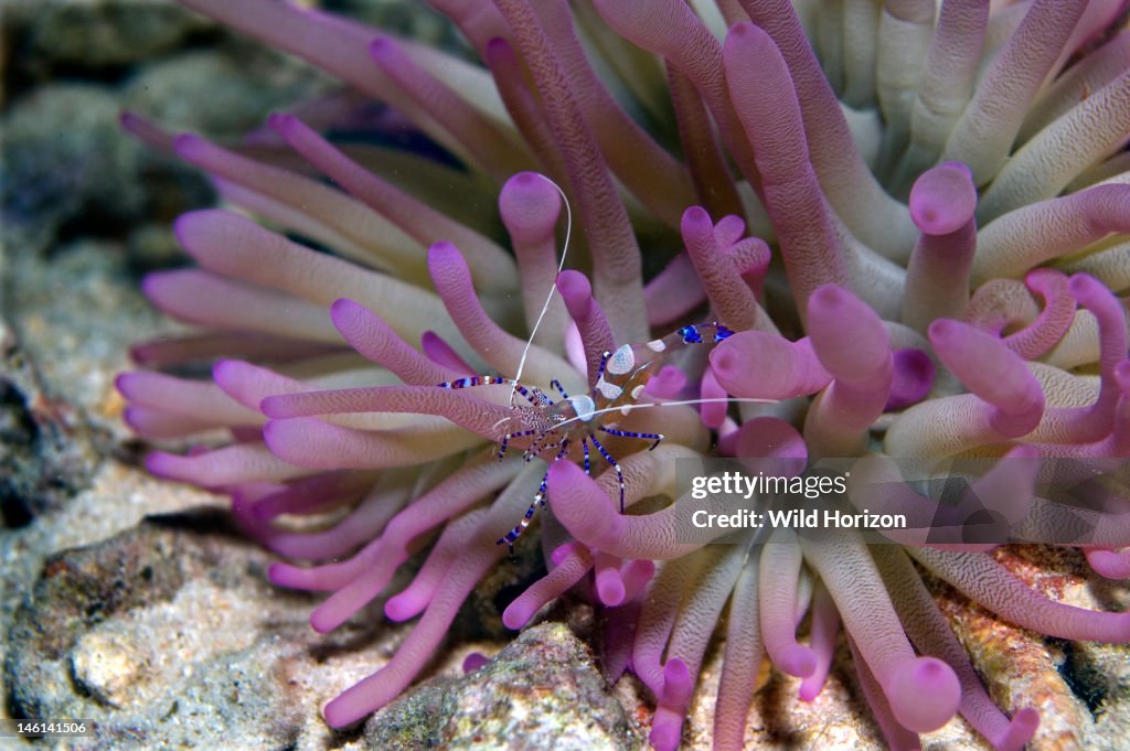 Spotted cleaner shrimp on a giant anemone Periclimenes yucatanicus, Condylactis gigantea Cleaner shrimp live in association with anemones They perch on the tentacles and sway their bodies and wave their antennae to attract fish Curacao, Netherlan