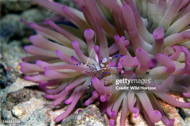 Spotted cleaner shrimp on a giant anemone, Periclimenes yucatanicus, Condylactis gigantea, Cleaner shrimp live in association with anemones, They...