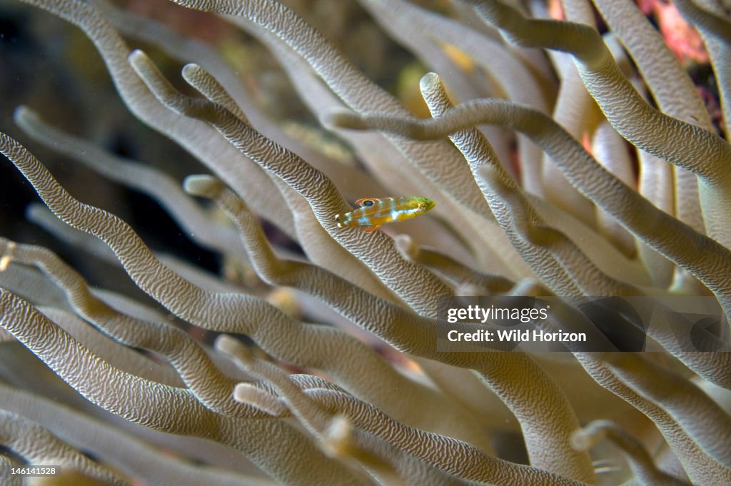 Puddingwife juvenile seeking protection among the tentacles of an anemone Halichoeres radiatus, Condylactis gigantea Curacao, Netherlands Antilles Digital Photo (horizontal)