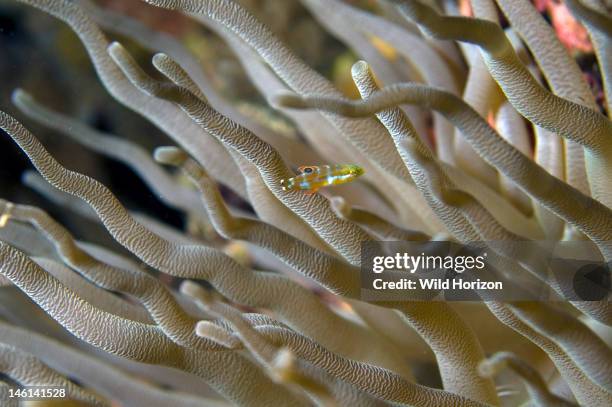 Puddingwife juvenile seeking protection among the tentacles of an anemone, Halichoeres radiatus, Condylactis gigantea, Curacao, Netherlands Antilles,...