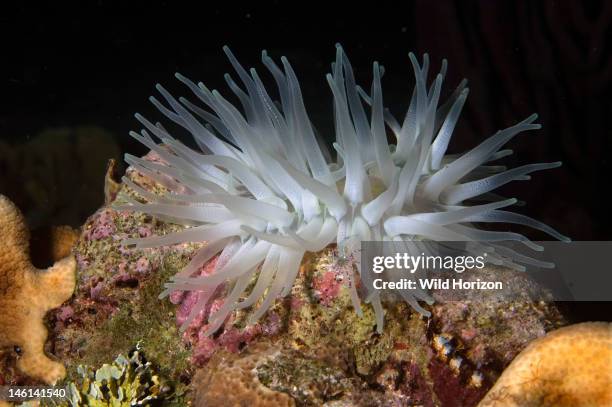 White giant anemone on coral reef, Condylactis gigantea Largest of Caribbean anemones seen here with white tips, Curacao, Netherlands Antilles,...