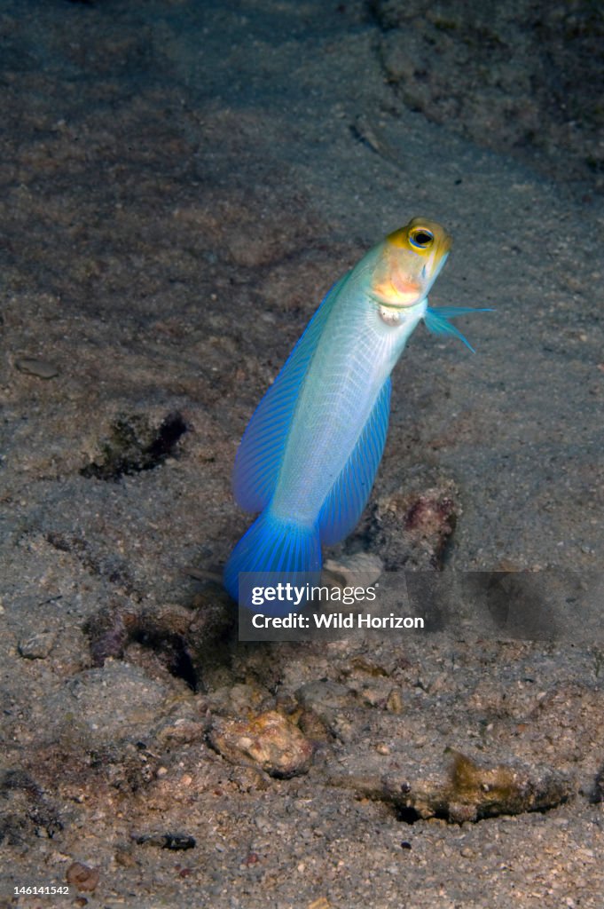 Yellowhead jawfish hovering over burrow Opistognathus aurifrons Curacao, Netherlands Antilles Digital Photo (vertical)