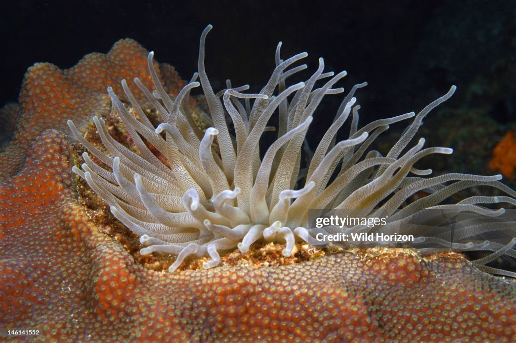 Giant anemone bedded down in coral Condylactis gigantea Curacao, Netherlands Antilles Digital Photo (horizontal)