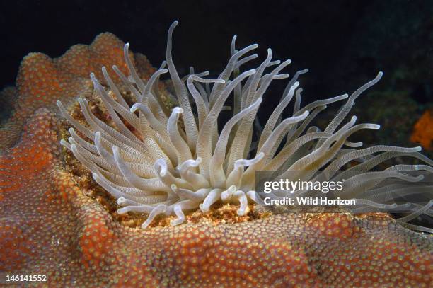 Giant anemone bedded down in coral, Condylactis gigantea, Curacao, Netherlands Antilles, Digital Photo ,
