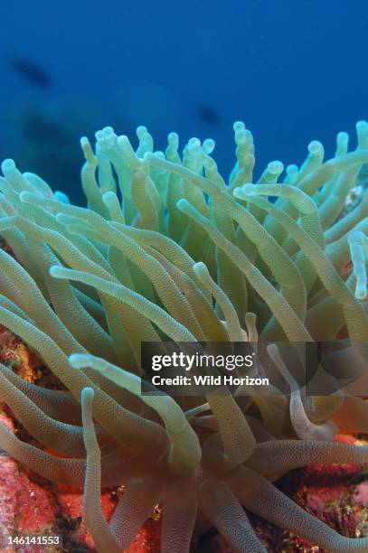 Close up of giant anemone, Condylactis gigantea, Curacao, Netherlands Antilles, Digital Photo ,