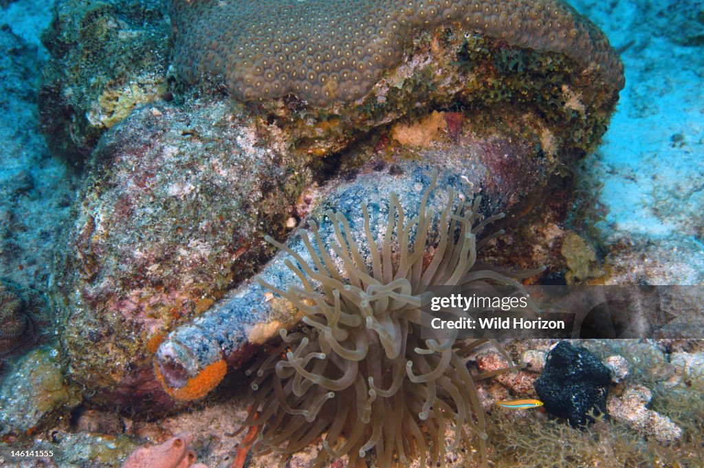 Coral head that has grown around an old bottle, anemone has attached underneath Condylactis gigantea Curacao, Netherlands Antilles Digital Photo (horizontal)