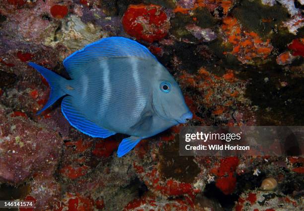 Blue tang in night colors, Acanthurus coeruleus, Live cowry is in lower right corner, Curacao, Netherlands Antilles, Digital Photo ,