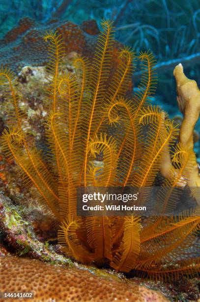 Golden crinoid, Davidaster rubiginosa, Formerly classified in genus Nemaster, Curacao, Netherlands Antilles, Digital Photo ,