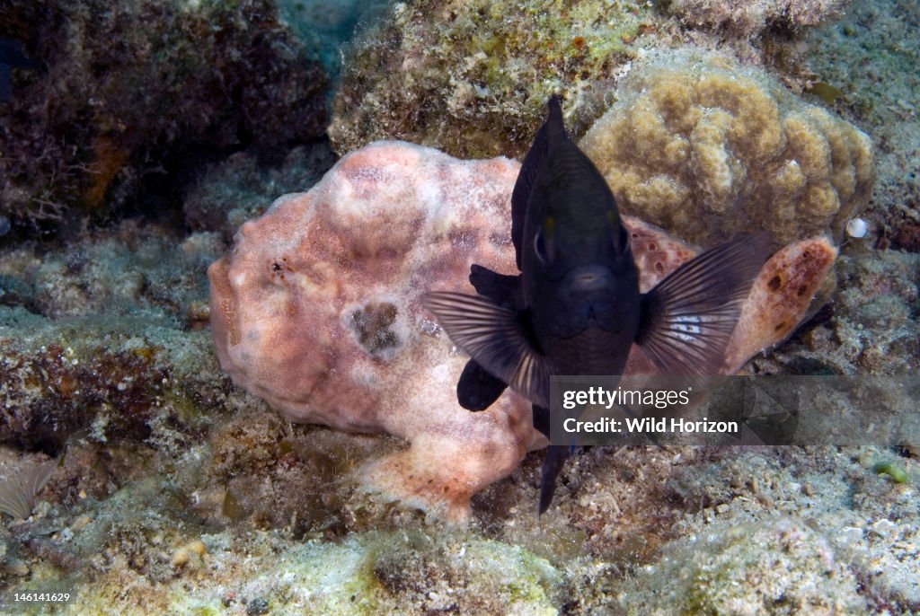 Longlure frogfish camouflaged behind longfin damselfish Stegastes diencaeus, Antennarius multiocellatus Curacao, Netherlands Antilles