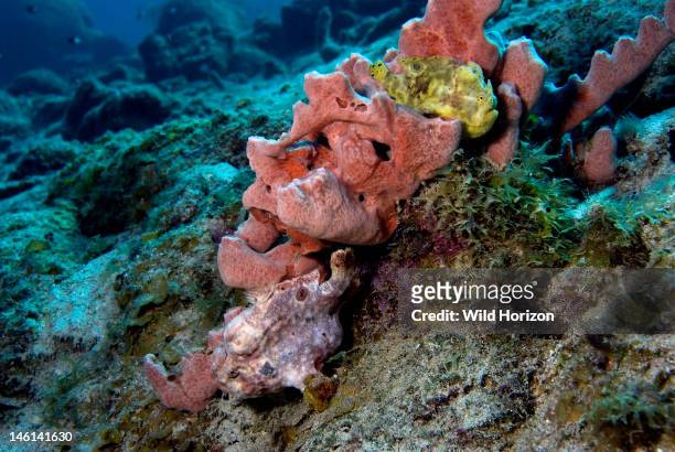 Two longlure frogfish on a pink sponge, Antennarius multiocellatus, One frogfish is yellow, the other is pink and at the bottom of the sponge,...