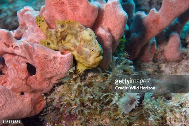 Yellow longlure frogfish on a pink sponge, Antennarius multiocellatus, Curacao, Netherlands Antilles,