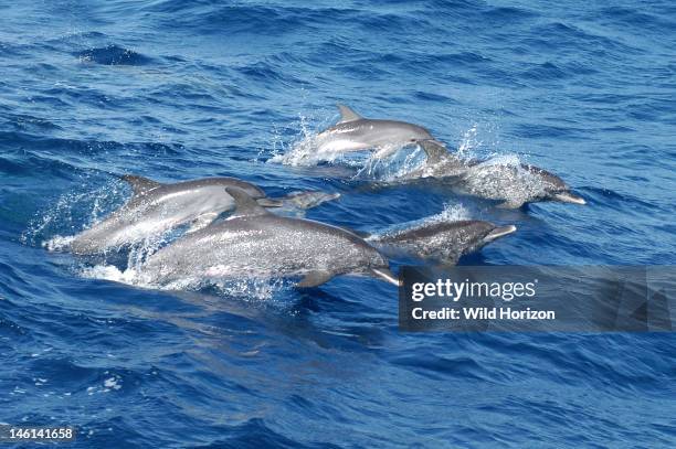 Pod of pantropical spotted dolphins on the move, Stenella attenuata, Characteristic white-tipped lips evident, Young dolphin at top of group has not...