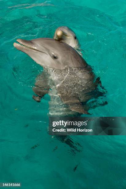 Bottlenose dolphin mother with calf peeking over her head, Tursiops truncatus, The baby, Li-na, is six months old, Dolphin Academy, Seaquarium,...
